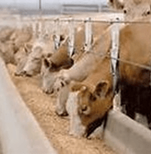 The Beefs about Beef
