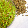 Sprout Your Way to Health